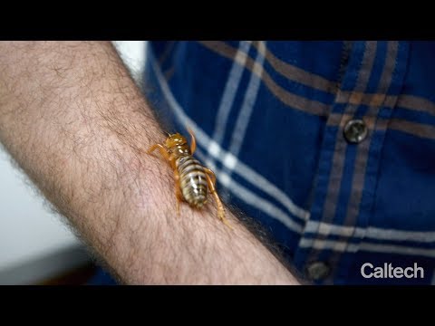 Meet Joe Parker, Caltech's Newest Entomologist