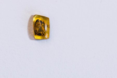 Fossilized beetle