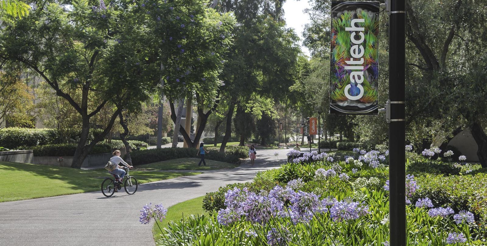 Tall trees shade a paved path where people bike and walk. Caltech banners hang from lights.