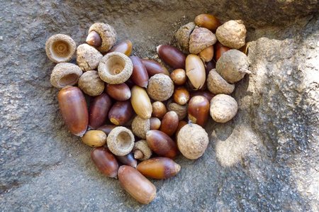 about twenty acorns gathered in the hollow of a rock