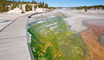 Bacterial mats