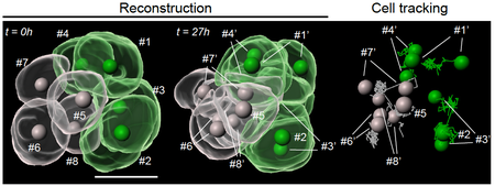 Three digital images of white and green spherical shapes coming together