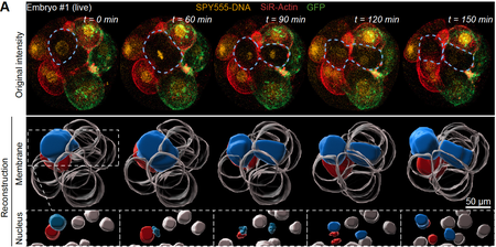 many different embryonic reconstructions